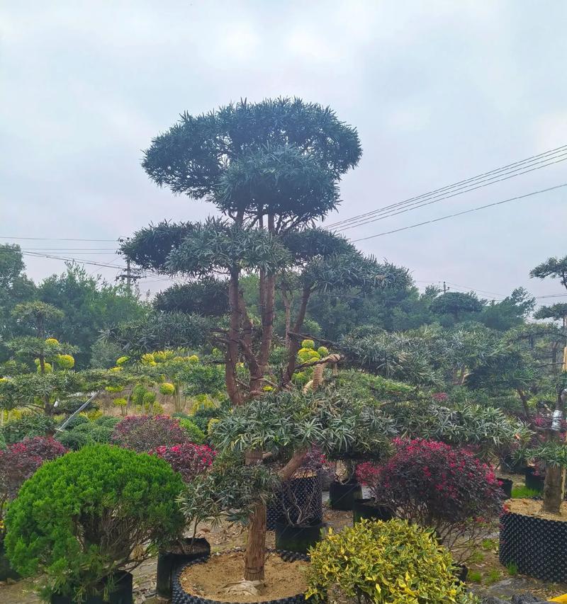 木本植物庭院花境养护技巧有哪些？