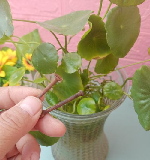 水培绿植叶子发黄的解决方法是什么？