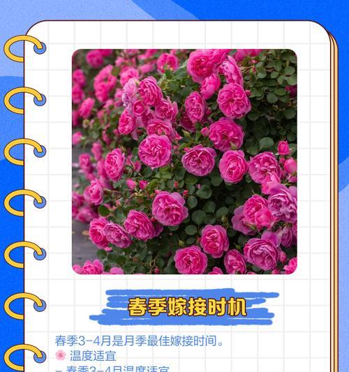 月季树嫁接步骤和注意事项是什么？