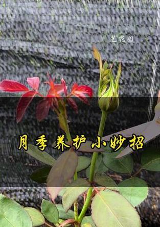 月季摘花苞的最佳时机和方法是什么？