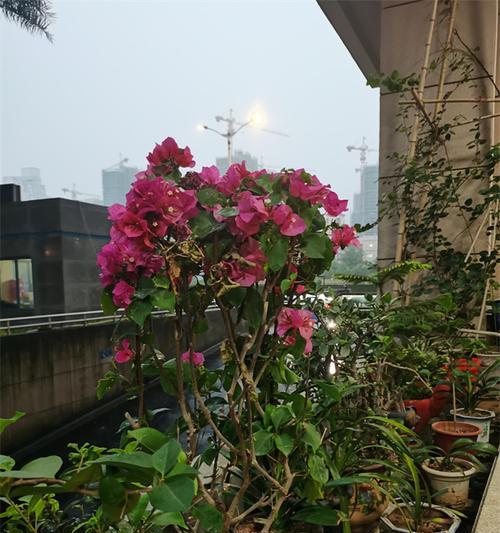三角梅缸插花的养护技巧和注意事项？