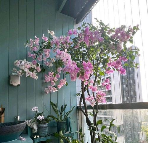 三角梅缸插花的养护技巧和注意事项？