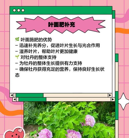秋季牡丹施肥的管理技巧是什么？