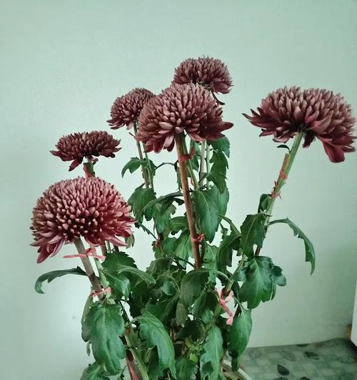 阴面窗台适合种植哪些花卉？