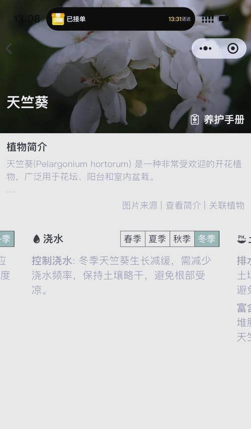 天竺葵茎杆短小的原因及解决办法是什么？