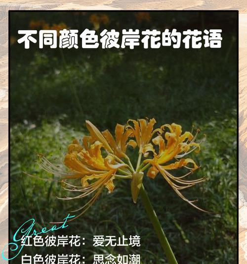 彼岸花叶子尖端发黄的原因是什么？