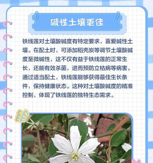 冬季盆栽铁线莲的浇水方法是什么？