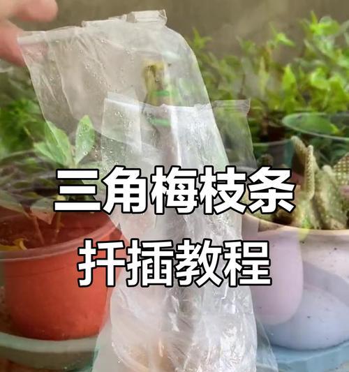 三角梅扦插气生根的处理技巧有哪些？