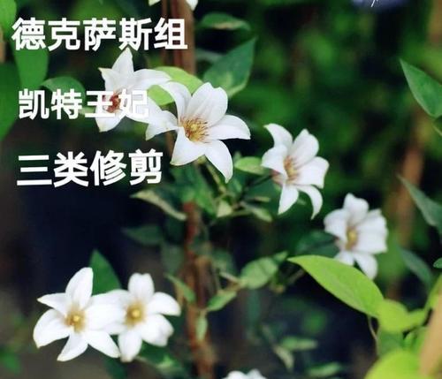 二类铁线莲和三类修剪方法是什么？