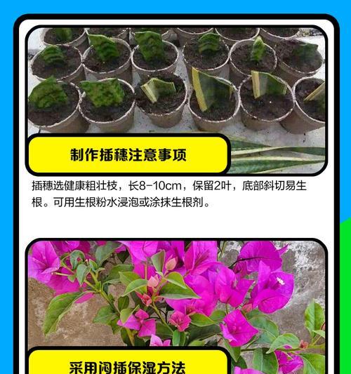 三角梅扦插气生根的处理技巧有哪些？