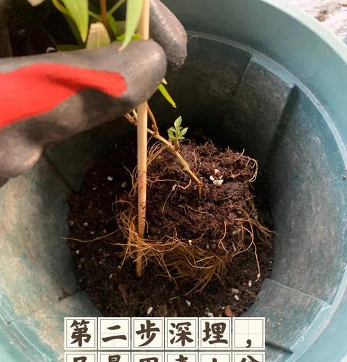 二类铁线莲和三类修剪方法是什么？