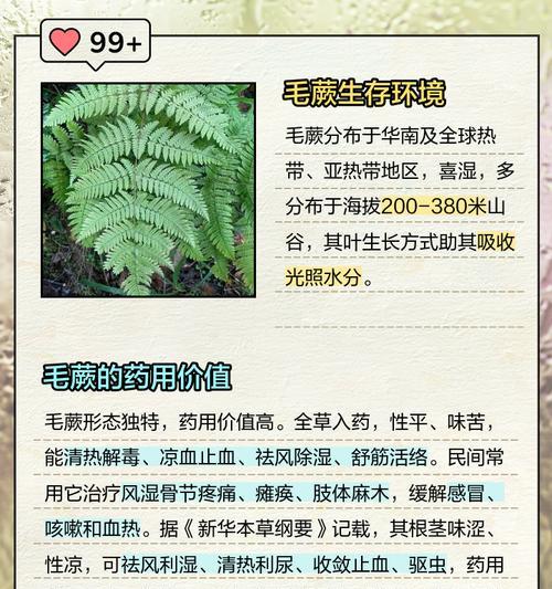 金星撅叶子发黄的解决方法是什么？
