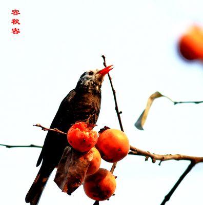 鸟柿种子什么时候播种比较好？播种后的管理方法是什么？