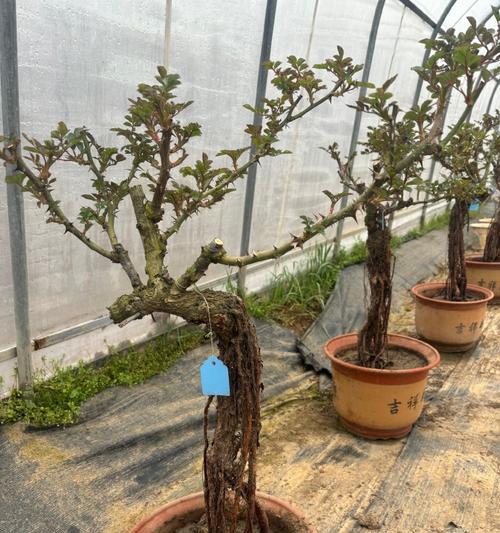盆景提根造型的正确方法是什么？