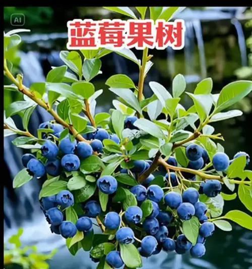 暖棚蓝莓的正确浇水方法是什么？
