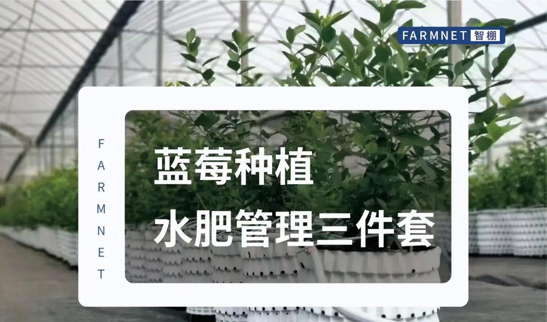 暖棚蓝莓的正确浇水方法是什么？