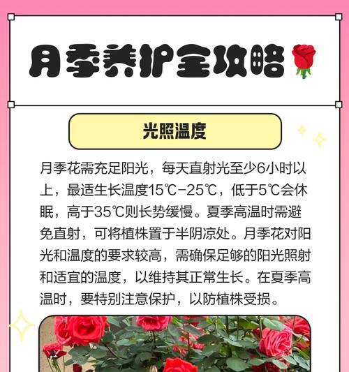 冰雪世界月季的养护要点有哪些？