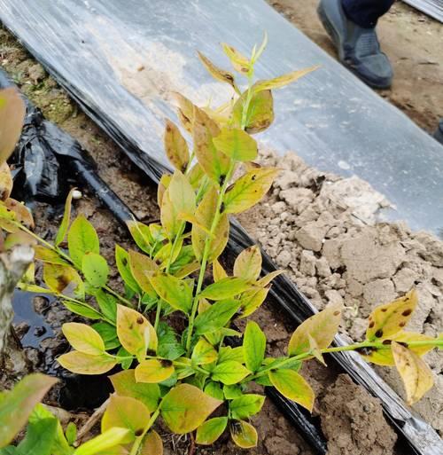 暖棚蓝莓的正确浇水方法是什么？
