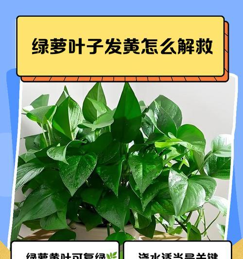 绿萝缺水叶子黄化？如何及时补救？
