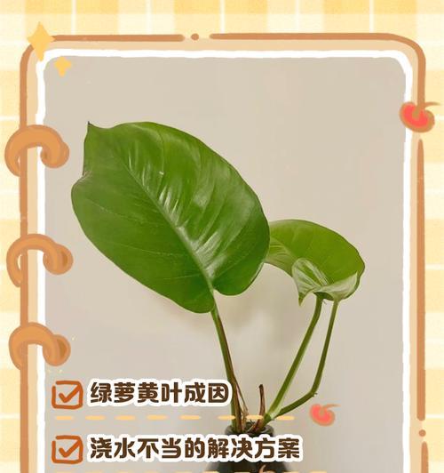 绿萝缺水叶子黄化？如何及时补救？