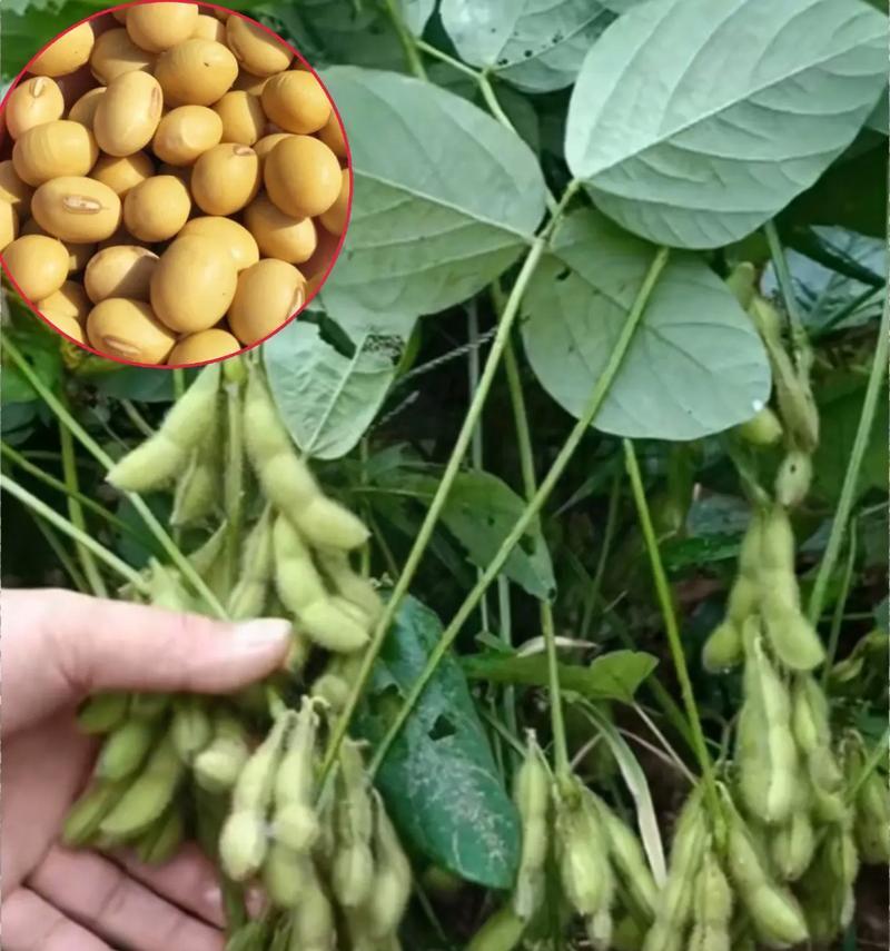 黄豆播种器为何只播种一个豆？