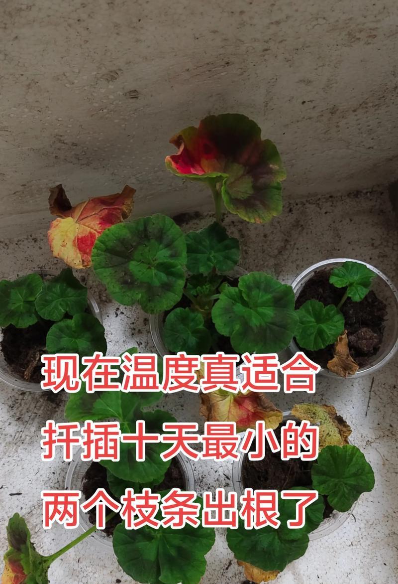 天竺葵谢后如何修剪枝条？