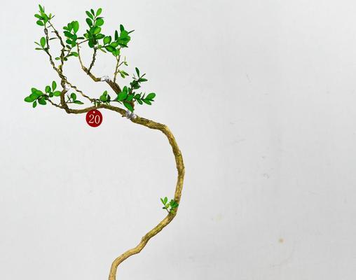 黄杨老年工盆景的养护技巧是什么？