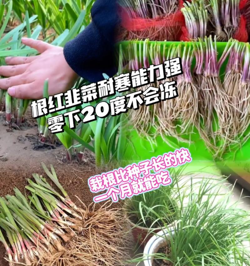 韭菜生根栽培的关键技术要点是什么？