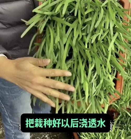 韭菜生根栽培的关键技术要点是什么？