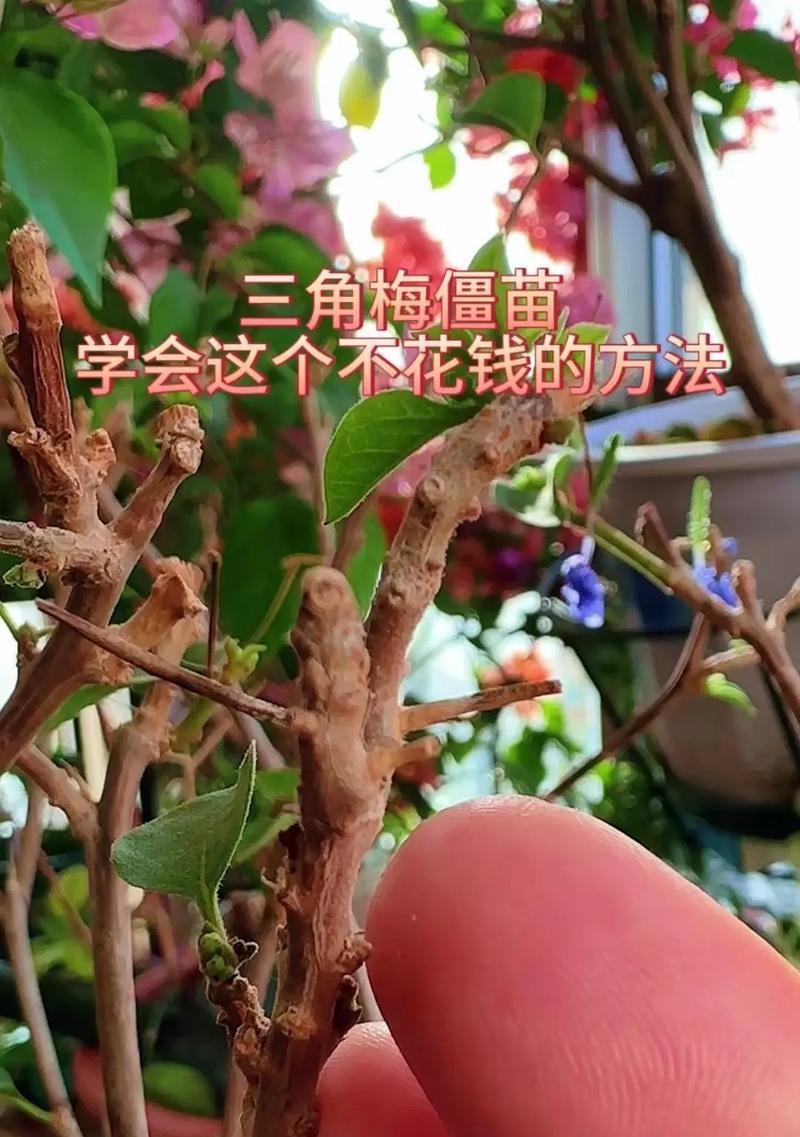 三角梅枝条如何养护？地栽技巧有哪些？