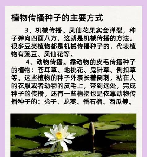 种子传播的常见方式和特点是什么？