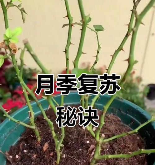 月季枯萎后如何快速恢复生机？