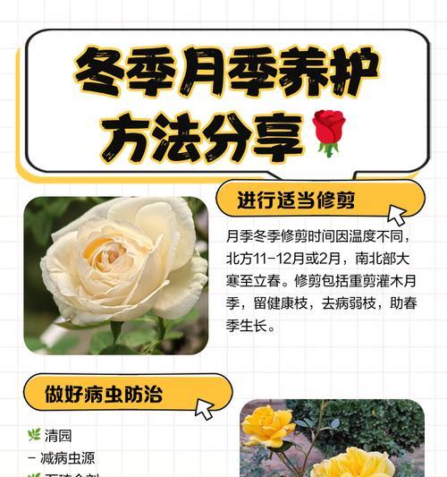 月季枯萎后如何快速恢复生机？
