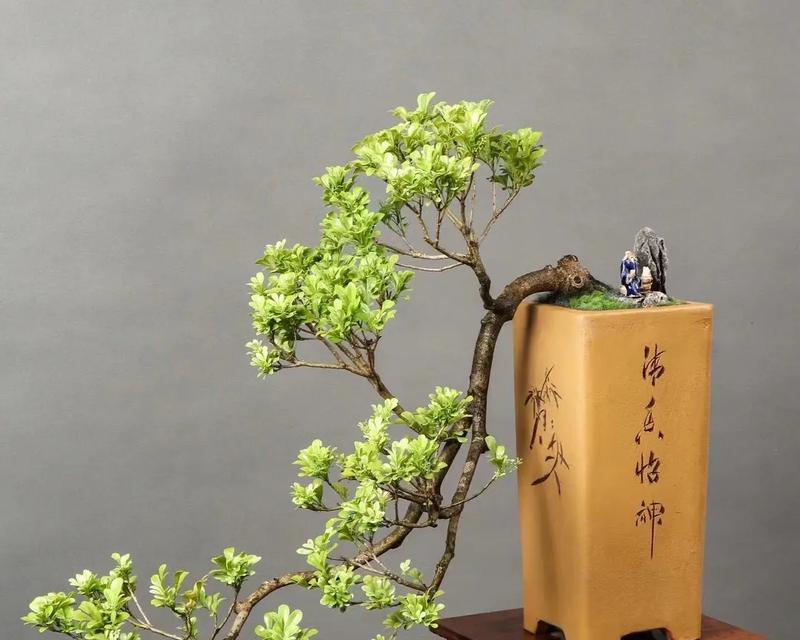 野桂花盆景修剪技巧有哪些？如何保持形态美观？