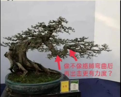 野桂花盆景修剪技巧有哪些？如何保持形态美观？