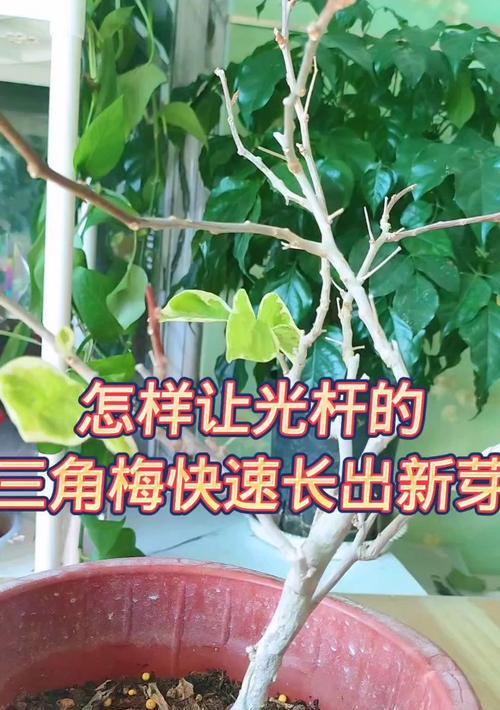 油梅与三角梅的养护区别？
