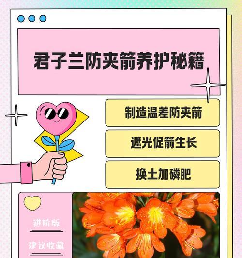 君子兰夹箭生根的快速方法是什么？