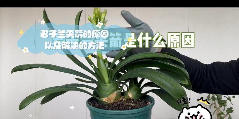 君子兰夹箭生根的快速方法是什么？