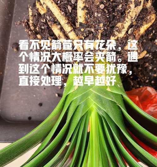 君子兰夹箭生根的快速方法是什么？