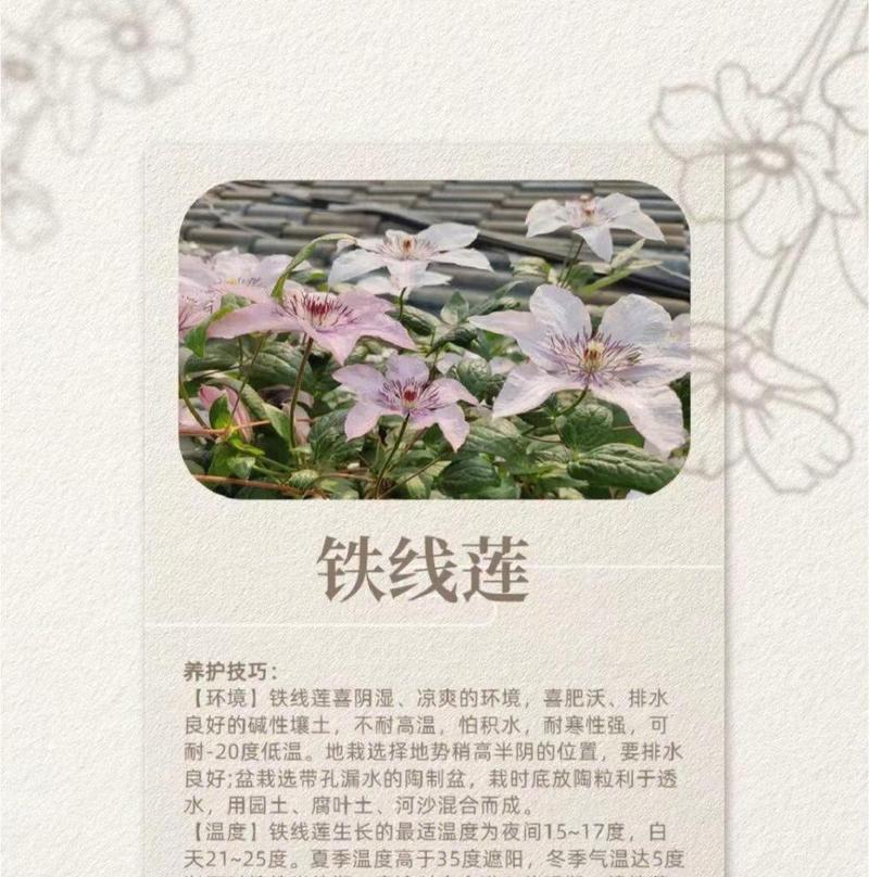 铁线莲养殖需要注意哪些要点？