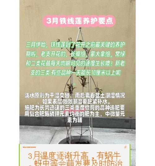 铁线莲养殖需要注意哪些要点？