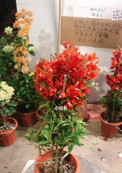 桑巴叶子发黄的解决方法是什么？