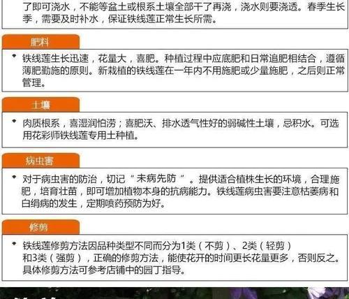 铁线莲养殖需要注意哪些要点？