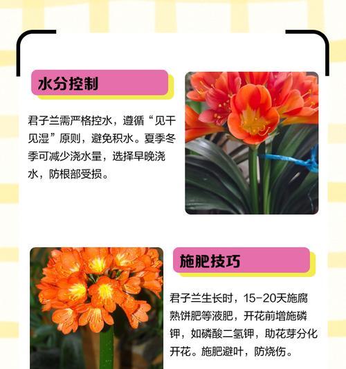 桃李树下能栽君子兰吗？君子兰的正确养护方法是什么？