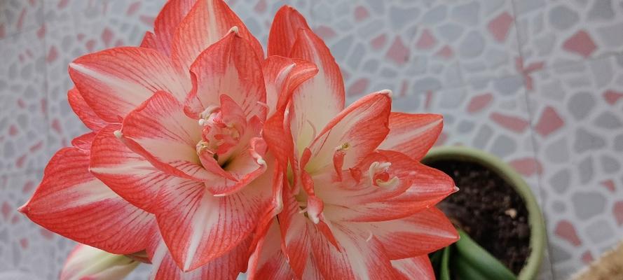 朱顶红花孔雀白色的原因是什么？如何养护？