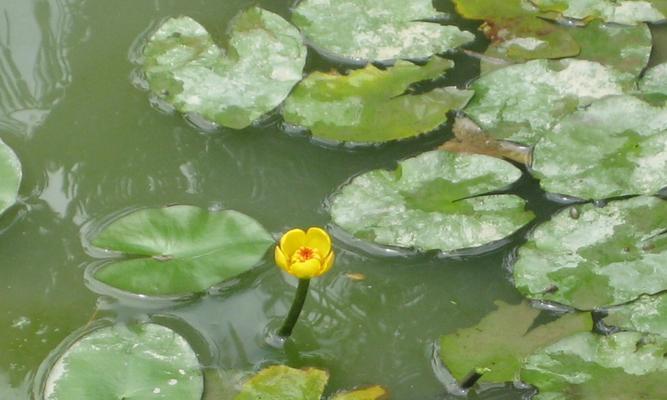 浮叶水生植物花有哪些？它们的生长环境和特点是什么？
