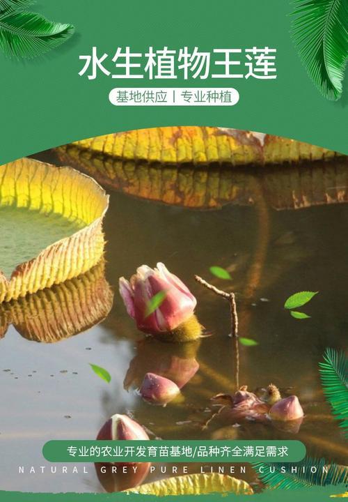 浮叶水生植物花有哪些？它们的生长环境和特点是什么？