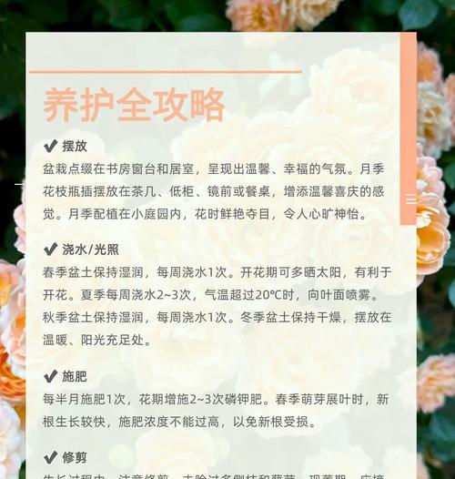月季种植如何才能更美观？