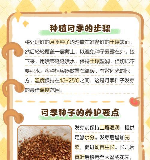 月季种植如何才能更美观？