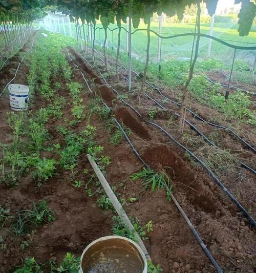自制肥料怎样才能存放更久？有哪些保存技巧？